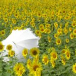 高性能で完璧！日傘の外側白で内側黒の完全遮光100％の折りたたみ傘