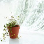 ダイソンピュアクールミー空気清浄パーソナルファンの口コミ、電気代や効果は？