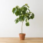 観葉植物は育てやすいウンベラータで運気アップ！室内大型の通販で安いおすすめ